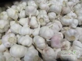 Sprzedam czosnek normal white 5+
