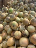 Sprzedam cebulę żółta kaliber5/7  5/8  worek 10-15 kg ilości tirowe i paletowe 