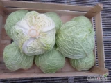 Sprzedam kapustę wloska od 1kg do 2,5