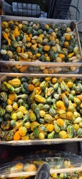 Sprzedam dynie hallowen kaliber 1-4kg odmiana Mars oraz ozdobna mix.
