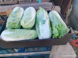 Witam dziś po południu będę miał do sprzedania 2-3palety po 550 kg ładnej kapusty pekińskiej kaliber od 0.5 do 1.80 kg towar...