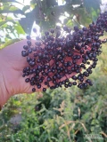 Sprzedam owoce czarnego bzu zbierane na zamówienie, 
