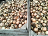 Sprzedam cebulę kaliber 45+