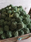 Sprzedam brokuł na świeży rynek. Odmiana gonga. Duże ilości. Opakowanie do uzgodnienia. Zapraszam 