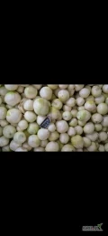 Sprzedam cebule obraną na biało, kaliber +45, przewaga 60-80. Czysta, super jakość. Ilości i opakowanie do uzgodnienia. 