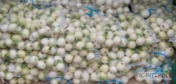 Sprzedam cebulę obraną na biało bez nasiennika 5+