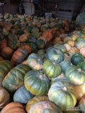 Witam, sprzeda 10 ton dyni Muscat. Cena do negocjacji 