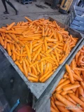 Sprzedam marchew paszowa myta ilość 26 ton ceny 100-200 zł tona 