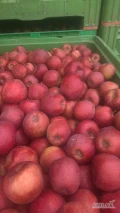 Kupię jabłko prince szampion 2 klasa na obieranie płatność gotówką lub przelewem 