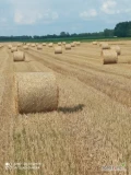 Sprzedam około 300 bel słomy po prasie new Holland 120x130 cena 85 zł sztuka więcej informacji pod numerem telefonu 604145182