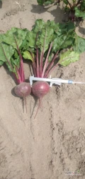 Sprzedam buraczek czerwony młody odmiany wodan prosto z pola kaliber 5-10 pakowany worek luz lub big-bag. Ilości bus/tir