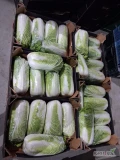 Sprzedam kapuste pekińska gruba 5 sztuk na karton 10 kg 
