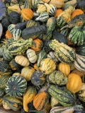 Sprzedam dynie ozdobną mix widoczną na zdjęciach, cena do uzgodnienia pod nr 728 386 916