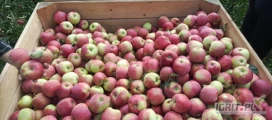Kupię letnie odmiany jabłek za wagę w skrzyni PIRIS SANDER SISIRED PAULARED. Tel 726511309