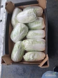 Sprzedam kapuste pekińską w karton