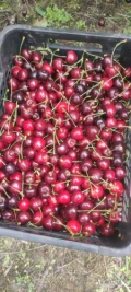 Witam sprzedam czereśnie odmianę Kordia zbiór od jutra codziennie po około 500kg każdego dnia. Rozmiar przewaga 28...