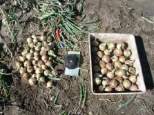 Niedoceniane pierwiastki: jod (J)