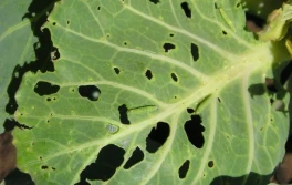 Szkodnik kapusty i kalafiora znów atakuje