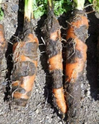 Alternarioza marchwi