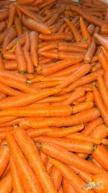 Posiadam na sprzedaż młodą świeżą marchew dobrej jakości: