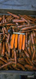 Sprzedam marchew konsumpcyjną kaliber 2-4 i marchew przemysłową, cena, ilosć, rodzaj pakowania do uzgodnienia.