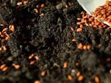 Indukcja wzrostu roślin