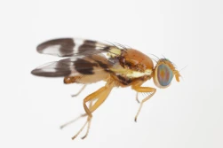 IOR: nowy szkodnik orzecha włoskiego