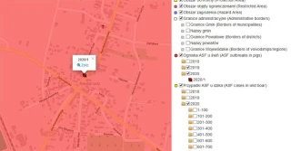 Pierwsze ognisko ASF u świń w woj. lubuskim?