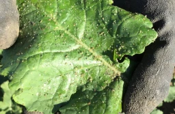 Wirus żółtaczki rzepy