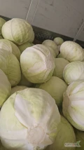 Witam sprzedam kapuste białą kaliber 1-4kg w karton box ilości tir zainteresowanych zapraszam .