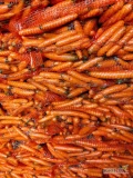 Marchew handlowa,gruba,odpadowa myta szczotkowana w worku szytym lub big-bagu.