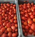 Sprzedam pomidora gruntowego lima , cena do uzgodnienia , tutaj podaje orientacyjnie  , ilości od 20kg do 1-2ton , codziennie świeżo...