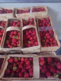 Sprzedam truskawki odmiany Faith 215 szt. Cory 298 szt. 
