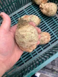 Sprzedam drobny seler korzeniowy (300gr/szt). Ilość +/-27t. Opakowanie big bag lub luz.