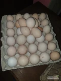 Sprzedam 500 szt.tygodniowo jaj wiejskich .od kur karmionych pasza z własnego gospodarstwa 