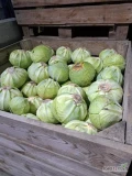 Sprzedam kapustę białą główki 1-5kg odmiana Longma. Cena 2.50 możliwy transport. Opakowanie i transport do uzgodnienia. 