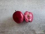 Sprzedam jabłko REDLOVE z czerwonym miąszem za wagę w skrzyni. Cena do uzgodnienia telefonicznie.