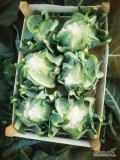 Sprzedam kalafior szóstkę oraz kapustę białą. 