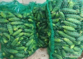 Kupię ogórki nadające się do kiszenia Najchętniej typu Atlantis 
