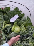 Kapusta młoda bezpośrednio od producenta. Pochodzenie Macedonia. Kaliber według zamówienia. Możliwość zorganizowania transportu w...