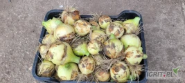 Sprzedam mlodą  cebulę zimową. Na razie ilosci busowe. Kaliber 4 - 9 cm. Możliwosc sprzedaży luzem lub zworkowanej. 