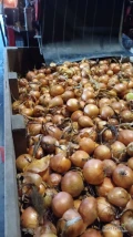 Sprzedam cebule 45+ po koszu, piękna łuska na worek 