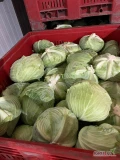Sprzedam kapustę - Kapusta gołąbkowa, bezpośrednio od producenta
