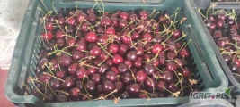 Sprzedam czereśnie odmianę Kordia około 700 kg dostępne po godzinie 15 dzisiaj w trakcie zbioru. Przewaga 28 ciemna.cena do małej...