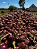 Sprzedam cebule czerwoną, pakowaną, ilości i cena do uzgodnienia. 
