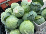 Sprzedam kapuste kepler kaliber 1,5-4 kg 