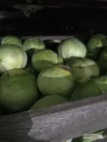 Sprzedam  kapustę białą z chłodni 1-4(5)kg jakość idealnie zielona . Ilości. Tir.... Więcej info. Tel 606901931