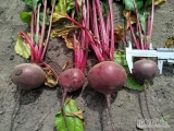 Sprzedam buraczki czerwone towar handlowy kaliber 6-9 