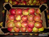 Sprzedam Jabłko odmiany Jonagored około 10 ton oraz Jabłko odmiany Pronce około 10 ton. 