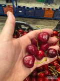 Sprzedam Czereśnie, prosto od producentów z Grecji, ilości paletowe lub całosamochodowe. 
